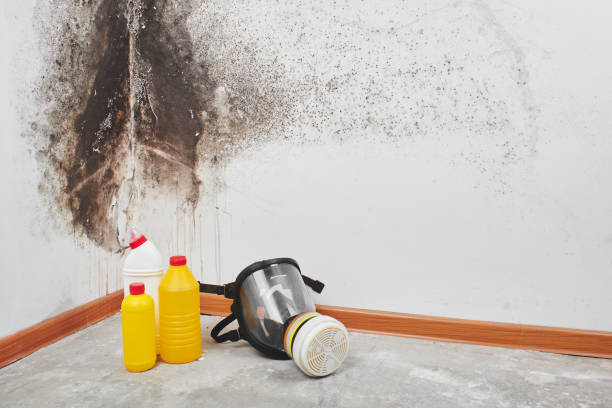 Best Mold Damage Repair  in Chauvin, LA