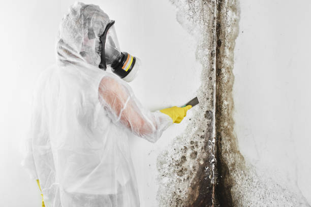Best Mold Testing  in Chauvin, LA