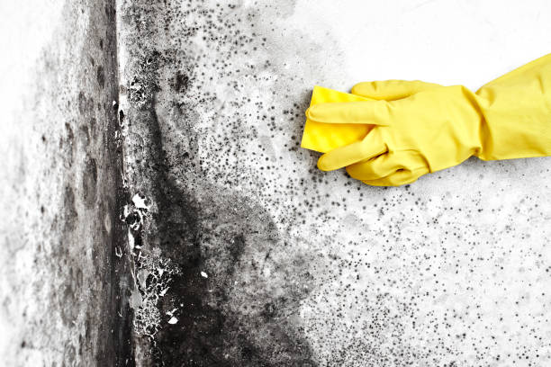Best Mold Cleaning Services  in Chauvin, LA