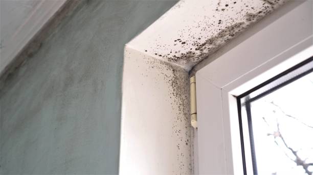 Best Mold Removal Specialists  in Chauvin, LA