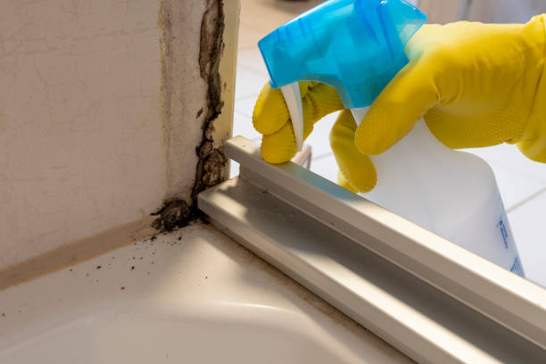 Best Emergency Mold Removal  in Chauvin, LA
