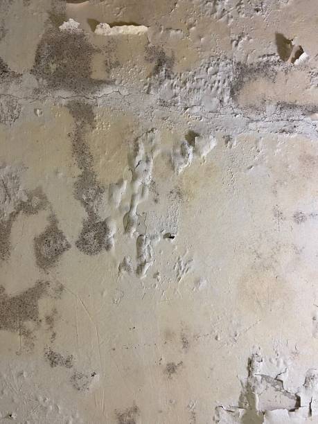 Best Fast Mold Removal  in Chauvin, LA