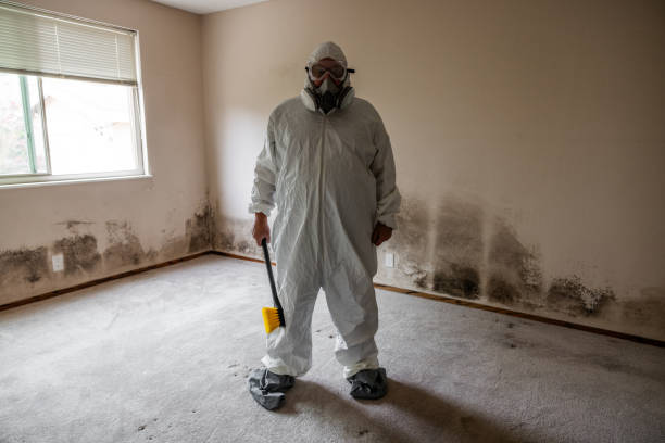 Best Office Mold Removal Services  in Chauvin, LA