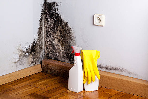 Best Professional Mold Removal  in Chauvin, LA