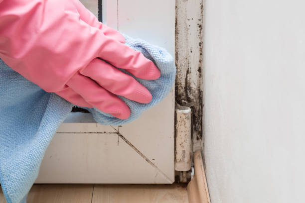 Best Mold Testing  in Chauvin, LA